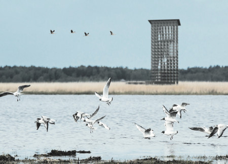 Timber Lattice Observation Structure Emphasizing Ecological Education Within Protected Wildlife Habitat