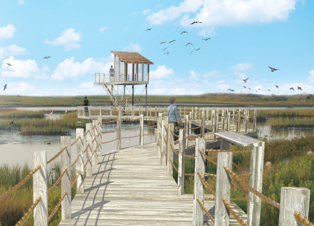 Elevated Observation Decks with Local Timber and Glass Integration in a Coastal Wetland Setting