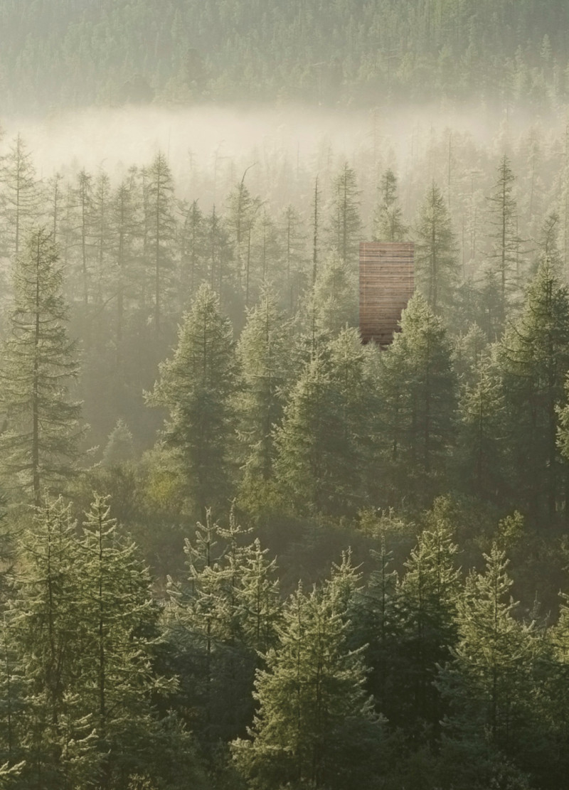 Vertical Cabin Framed by Coniferous Trees in Sustainable Wood Design
